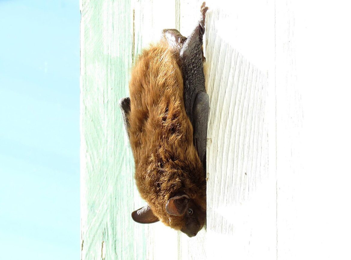 Big brown bat hanging on a wall, a common carrier of the rabies virus
